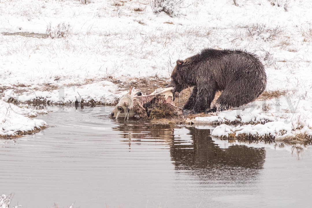 Grizzly Bear Bison Carcass Tom Murphy Photography