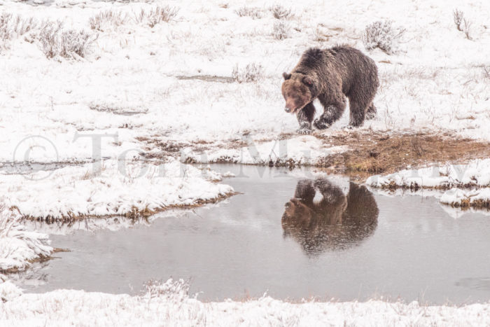 Grizzly Bear Snow Pond Reflection