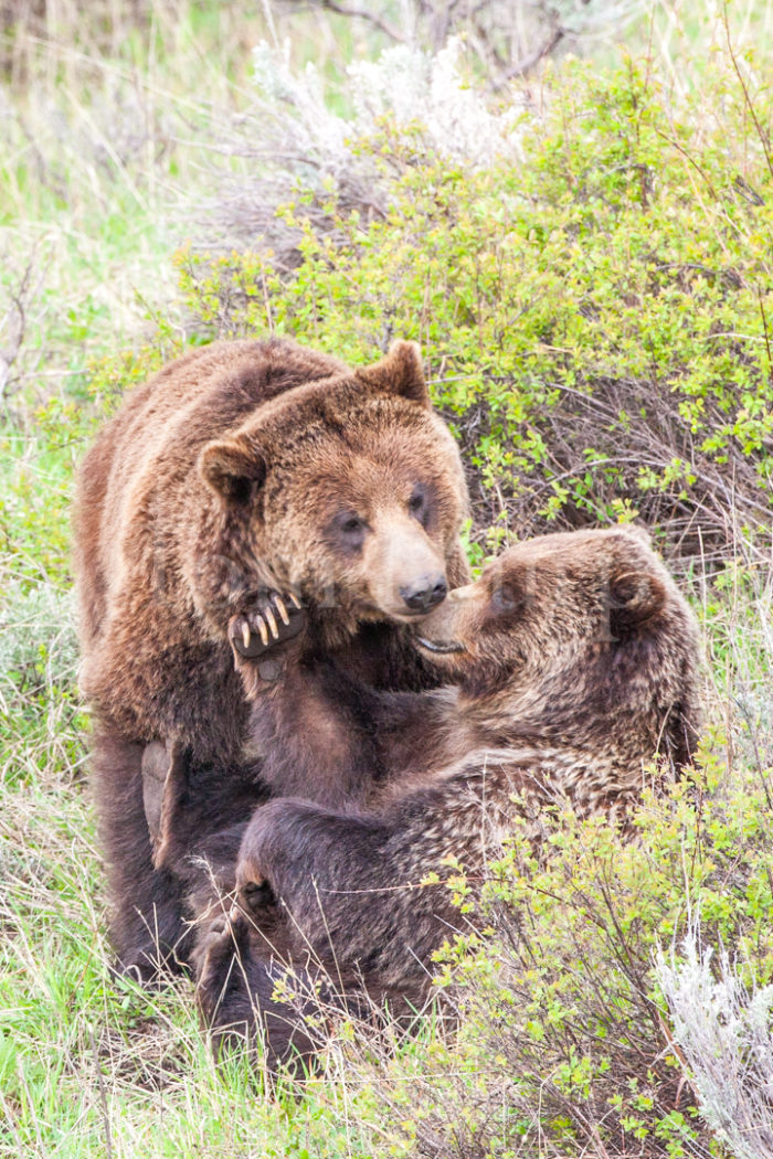 Grizzly Bear Sow Boar Courting
