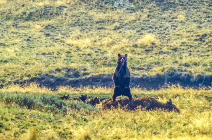 Grizzly Bear Sow Cubs Bison Carcass