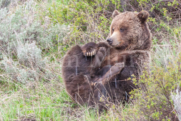 Grizzly Bear Sow Scratching