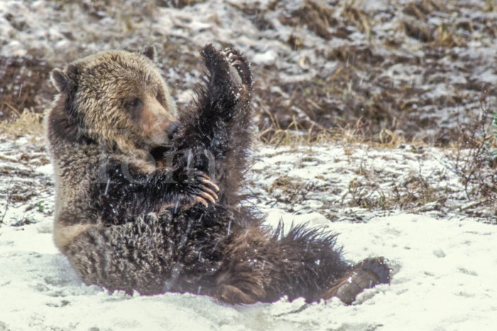 Grizzly Bear Stretching Hind Leg