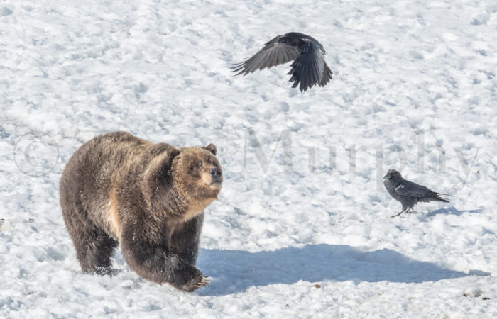 Grizzly Bear Walking In Snow Ravens