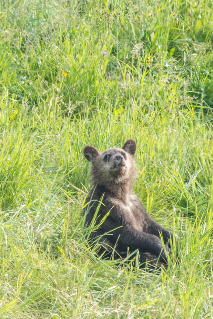 Grizzly Cub Sitting Grass