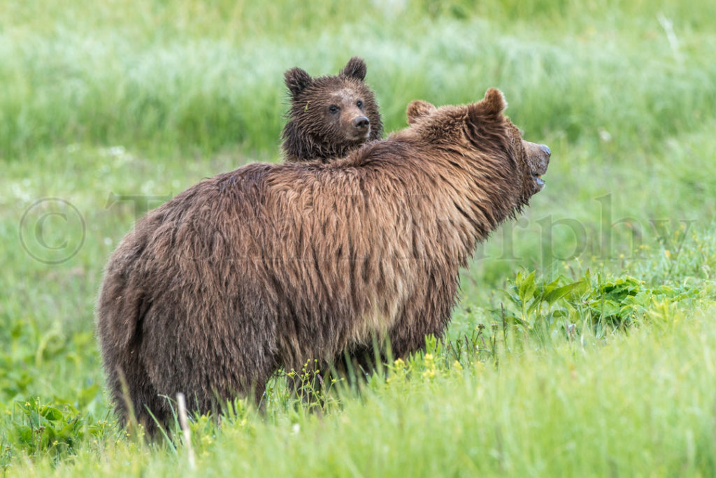 GrizzlySowCubOverShoulder_0256