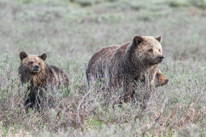 Grizzly Sow Cubs