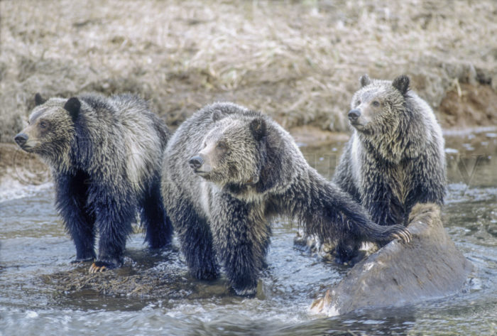 Grizzly Sow Twin Cubs Bison