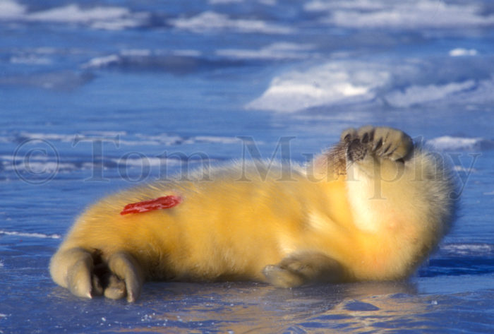 Harp Seal Newborn Flpper On Face