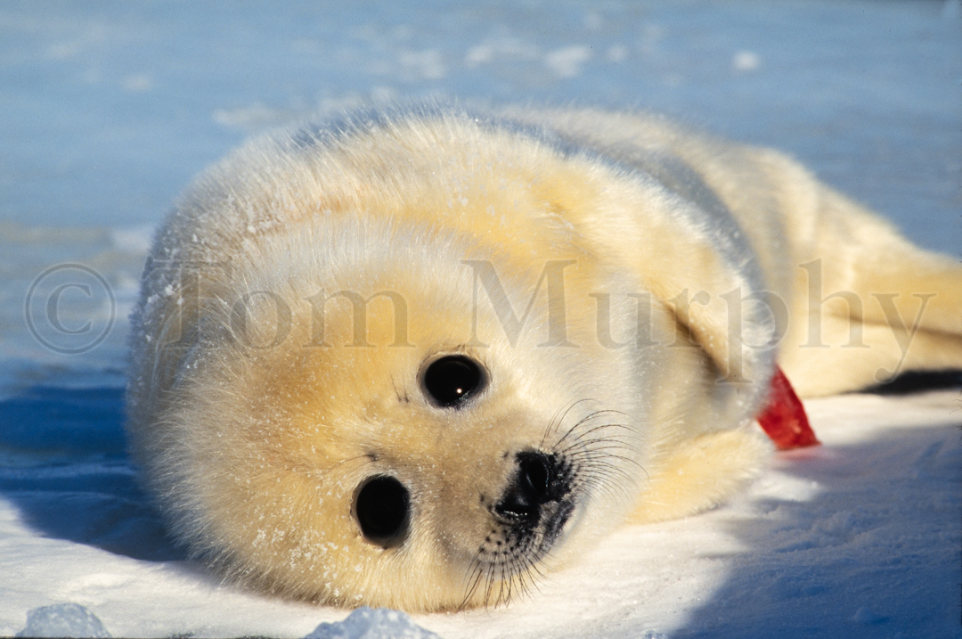 Harp Seal Newborn – Tom Murphy Photography