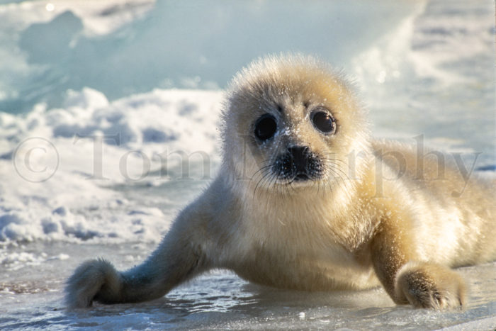 Harp Seal Newborn