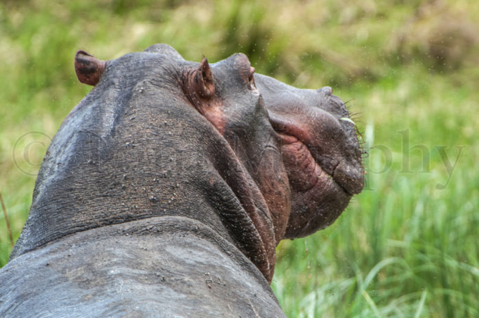 Hippo Head