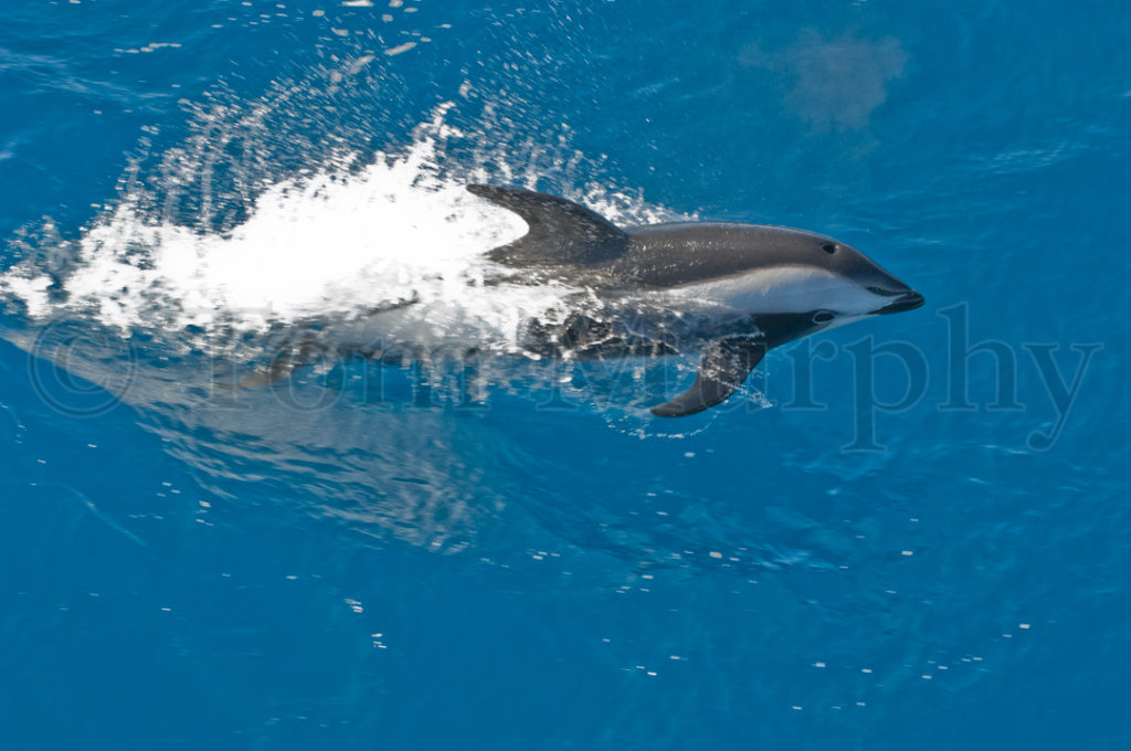 Hourglass Dolphin Antarctica – Tom Murphy Photography