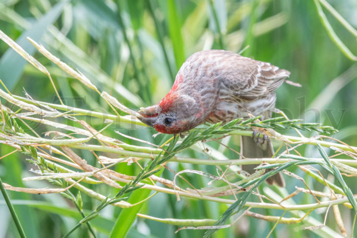 House Finch Feeding