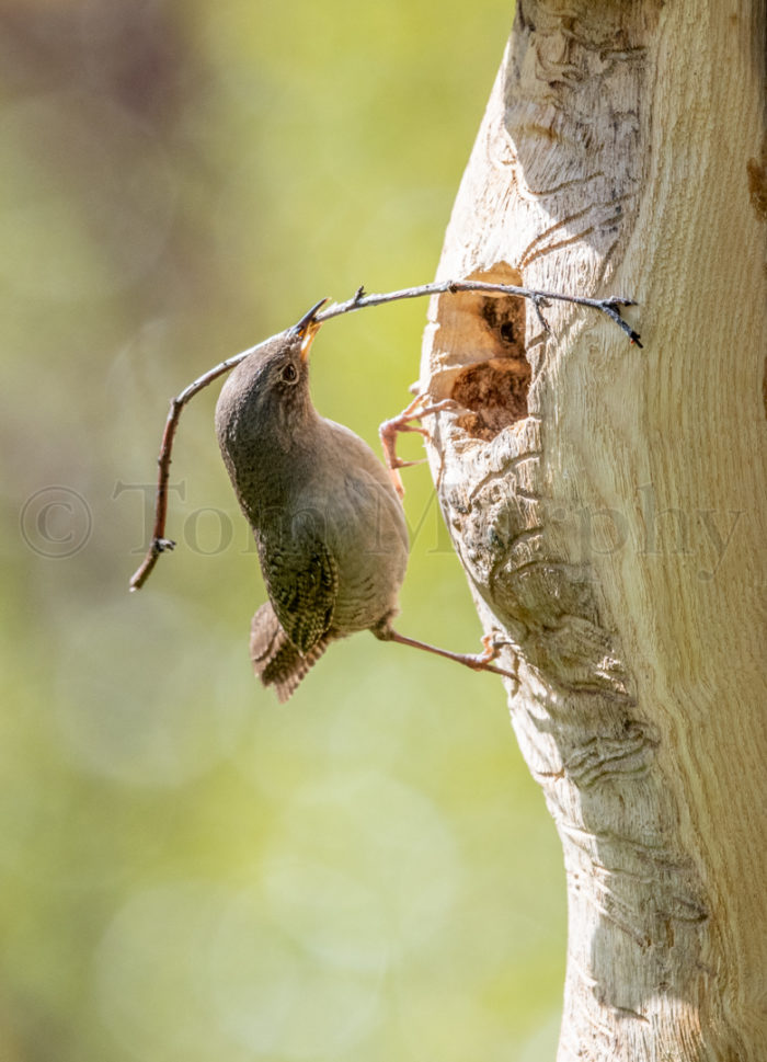 House Wren Nest Building