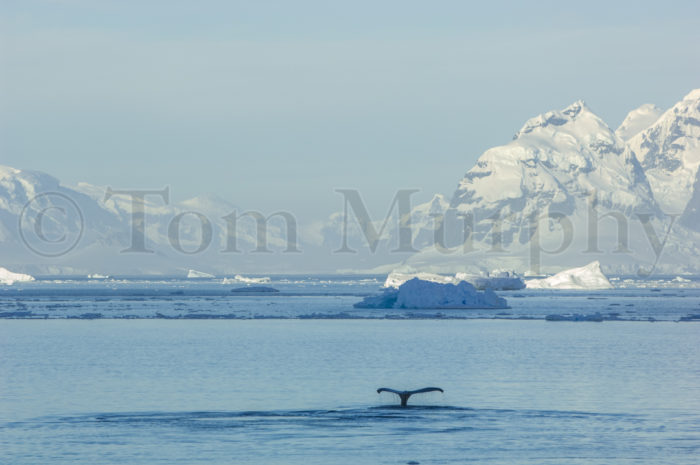 Humpback Fluke Antarctica