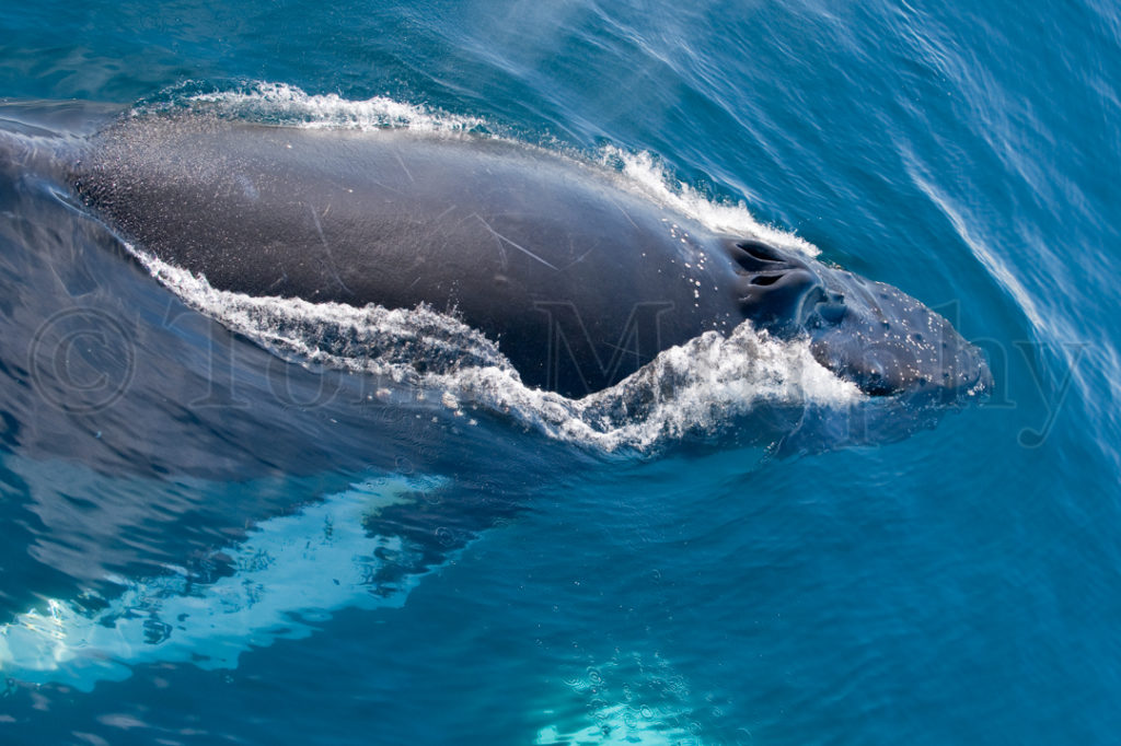 HumpbackWhale_06664-1024x682.jpg