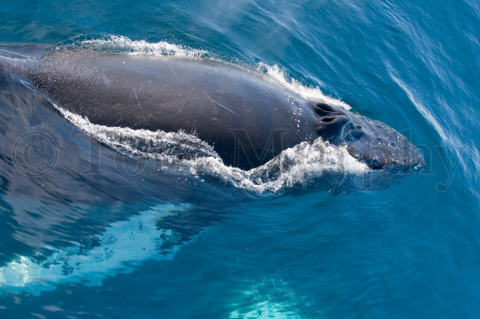 Humpback Whale
