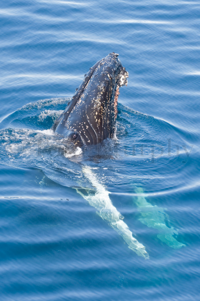 Humpback Whale