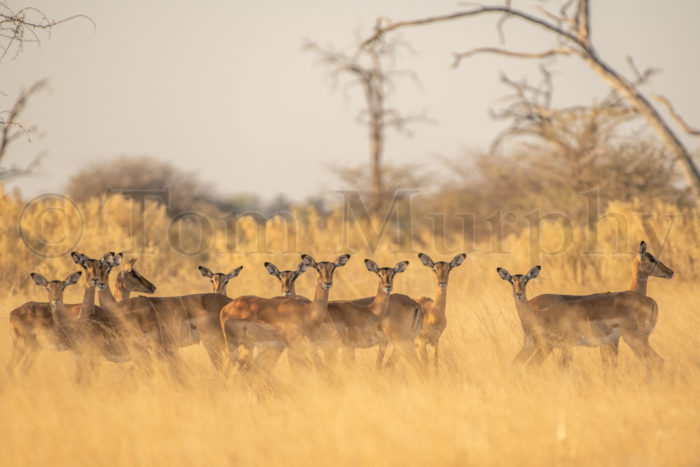 Impala Herd