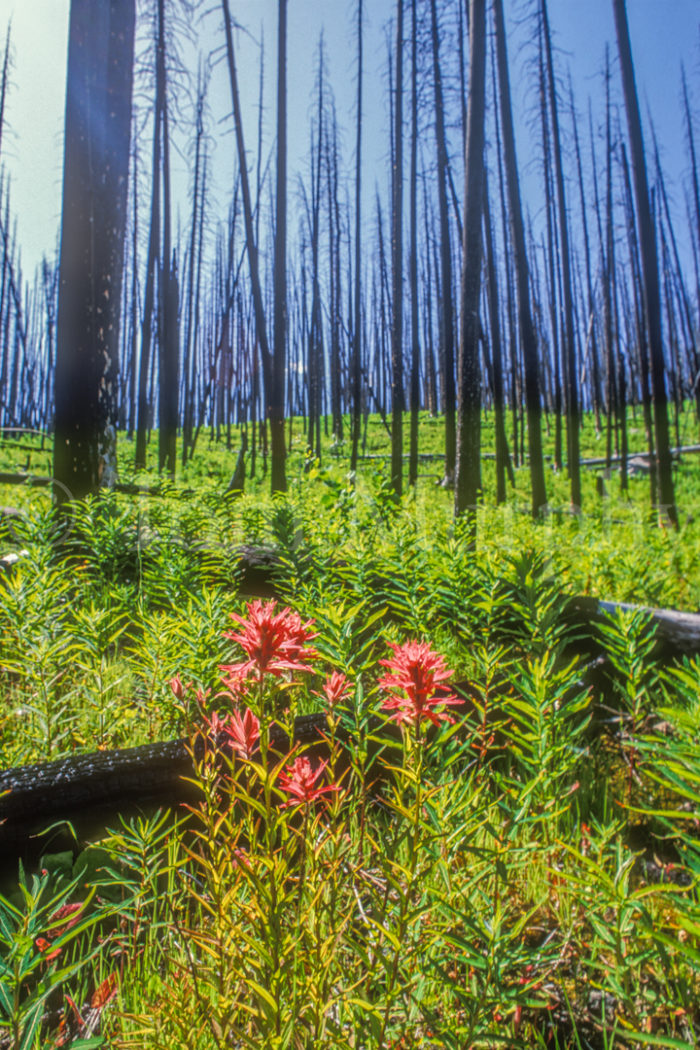 Indian Paintbrush Burned Forest