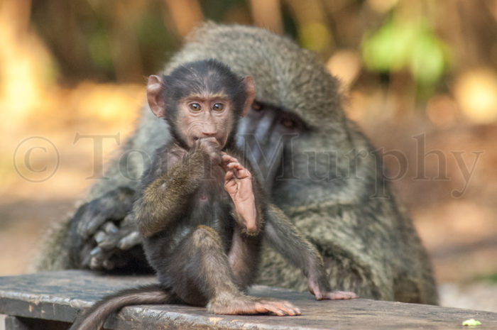 Infant Baboon Feet