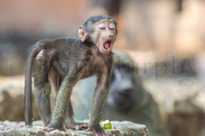 Infant Baboon Yawn