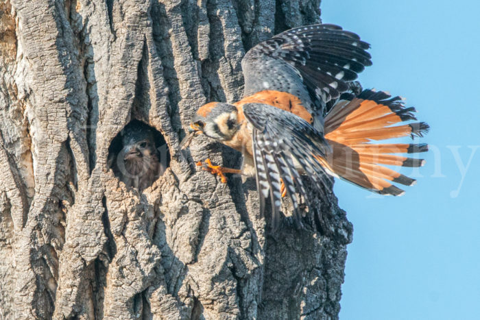 Kestrel Adult Feeing Chick Grasshopper