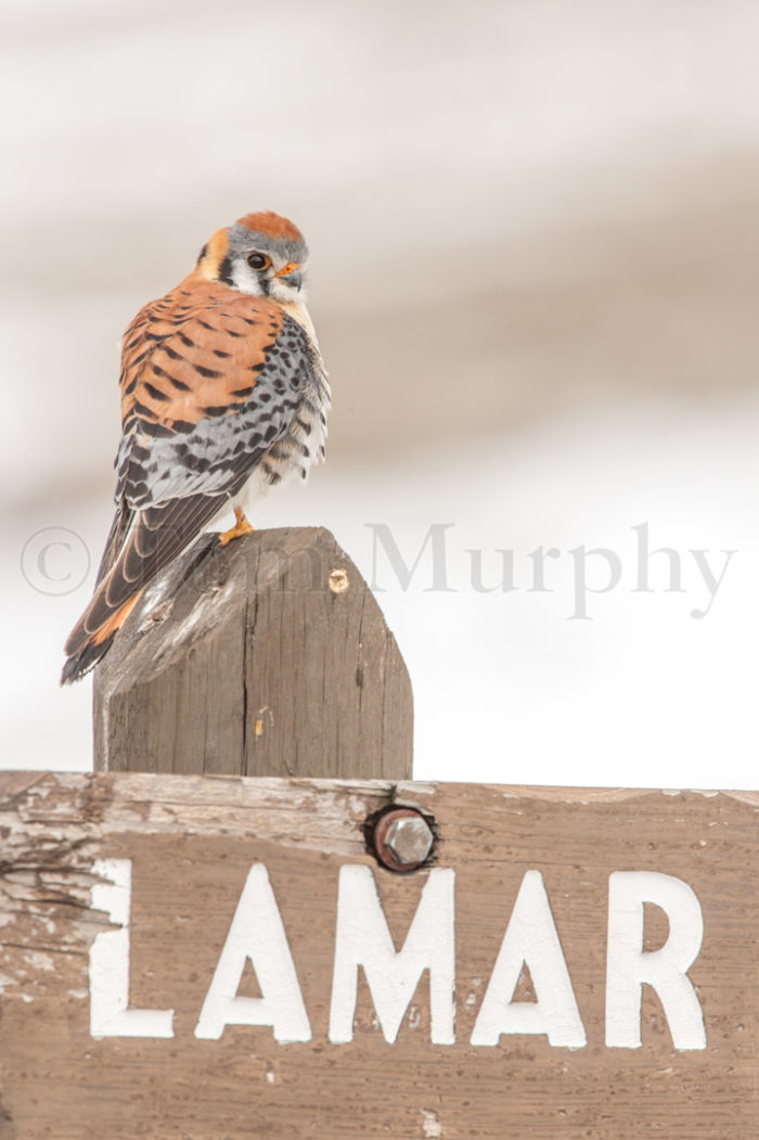 Kestrel & Sign