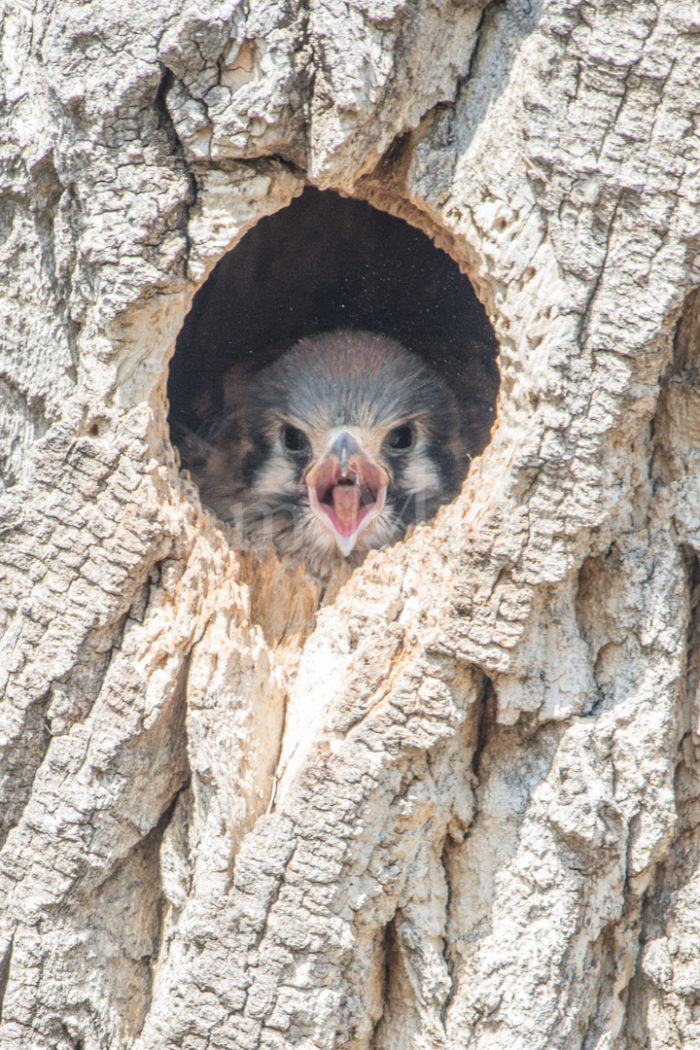 Kestrel Chick Nest Yawning