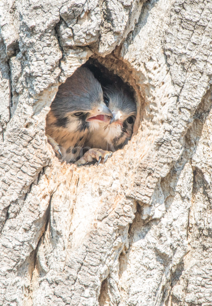 Kestrel Chicks Nest Nibble