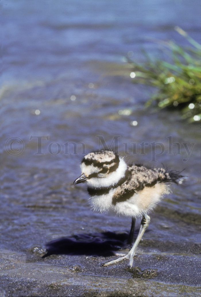 Killdeer Chick Water