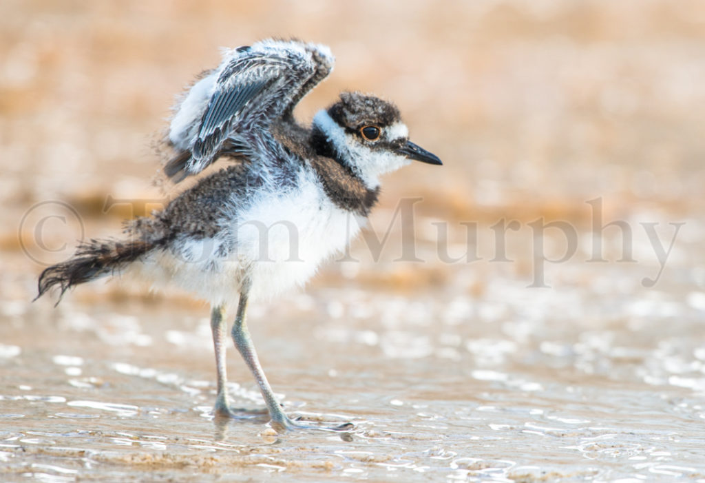 Killdeer Juvenile Tom Murphy Photography