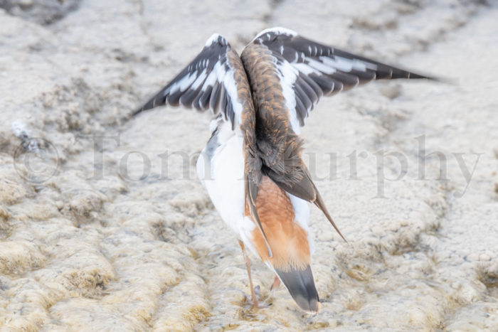 Killdeer Mammoth Travertine Stretching Wings