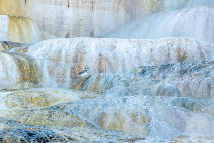 Killdeer Mammoth Travertine
