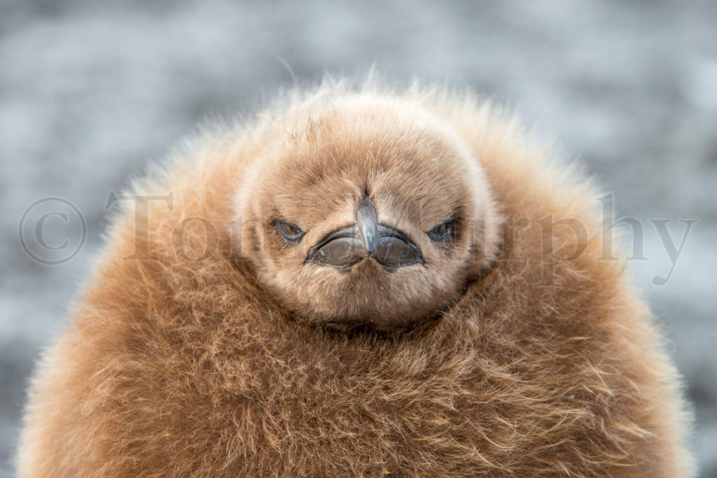 King Penguin Chick Head – Tom Murphy Photography