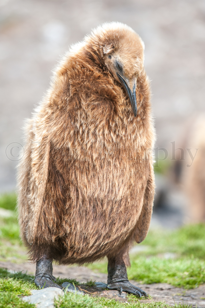 King Penguin Chick Tom Murphy Photography