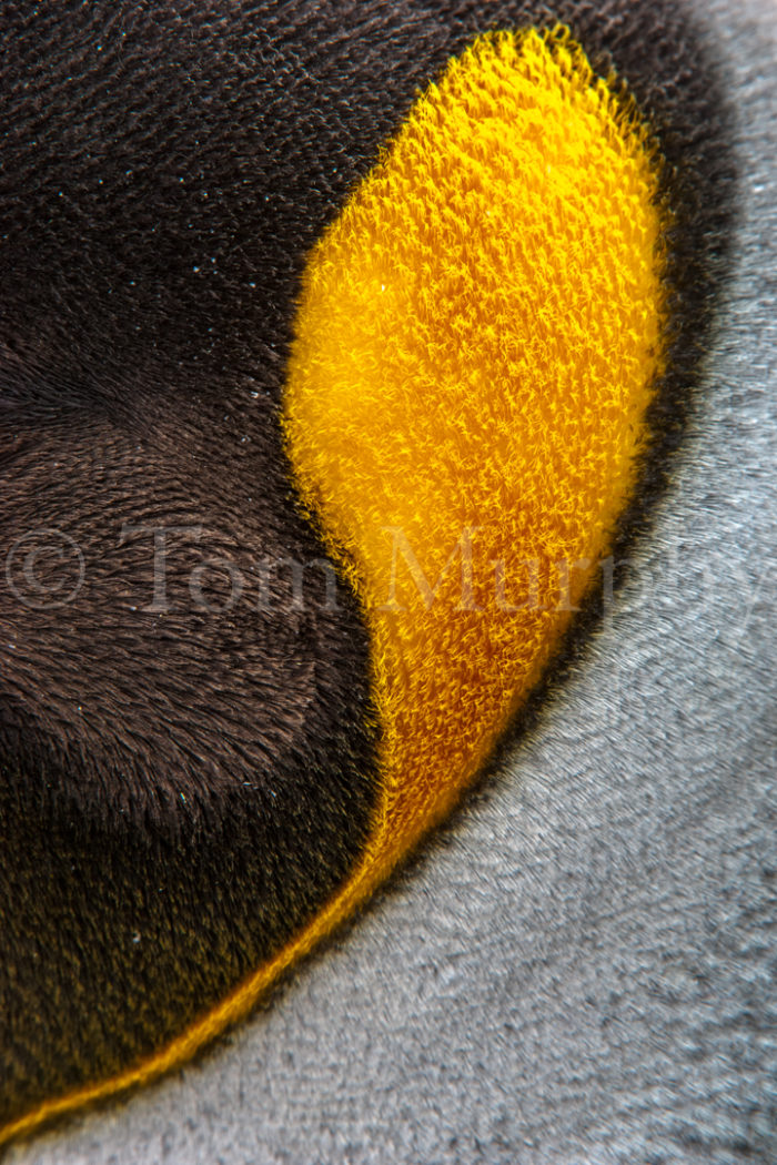 King Penguin Neck