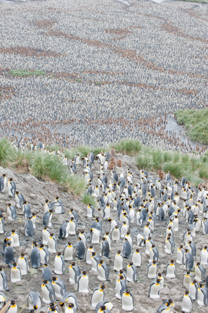 King Penguin Nesting Colony