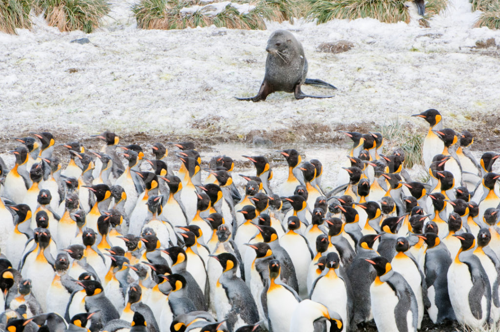 King Penguins Fur Seal Tom Murphy Photography