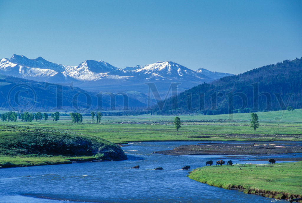 Lamar River Saddle Mountain Bison Tom Murphy Photography