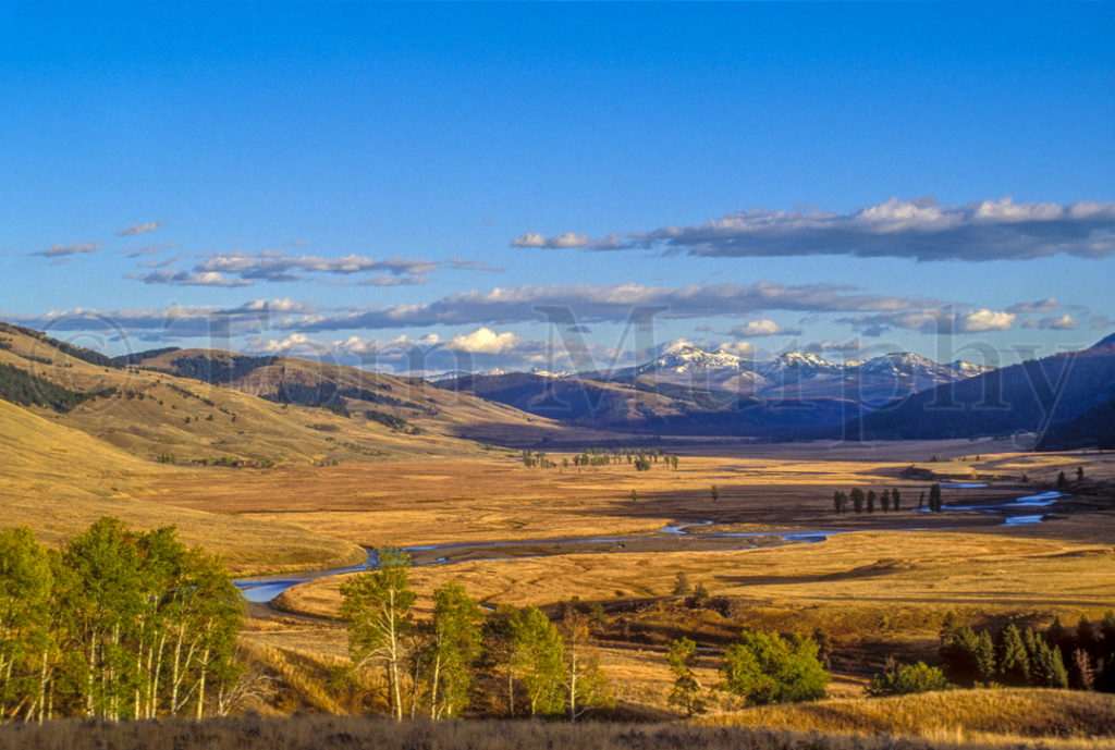 Lamar Valley Summer Tom Murphy Photography