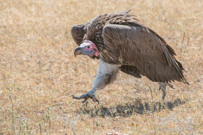 Lappet Faced Vulture