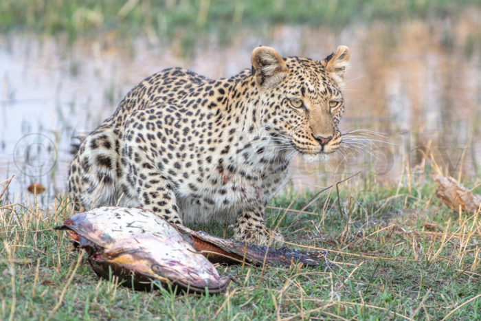 Leopard Catfish