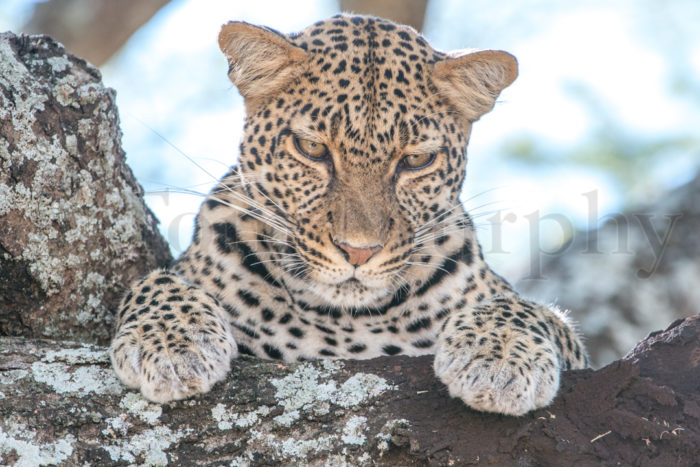 Leopard Tree Trunk