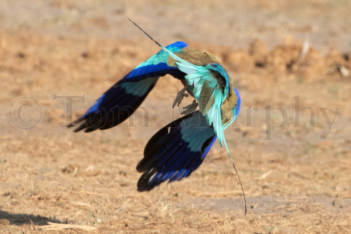 Lilac Breasted Roller Tail