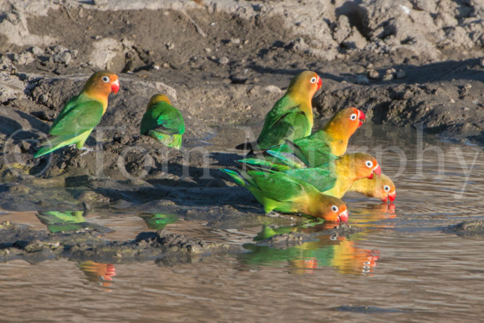 Lilian's Love Birds Drinking