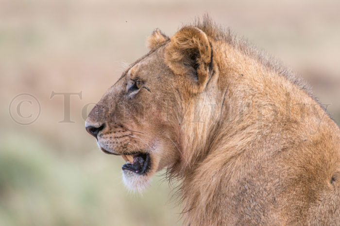 Lion Head