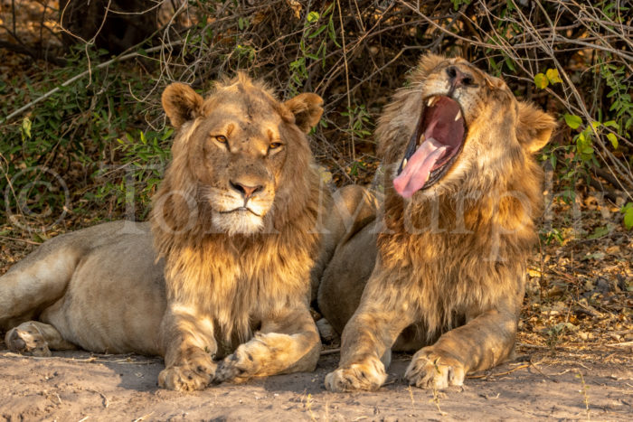 Lion Male Pair Yawn