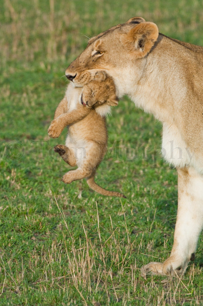 Lioness Carry Cub