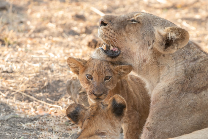 Lioness Two Cubs